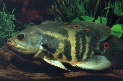 american cichlids no2